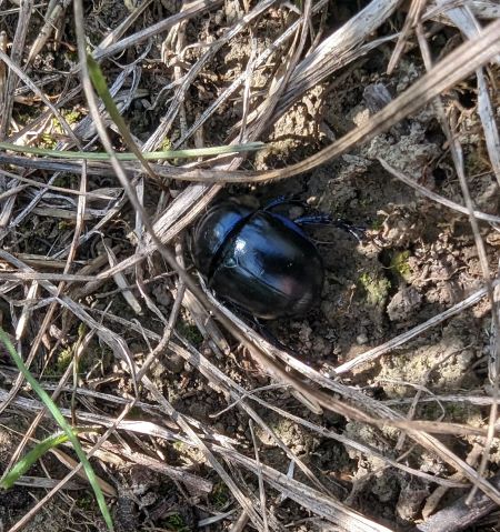 Trypocopris vernalis 