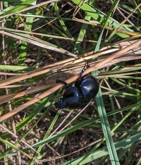 Trypocopris vernalis 