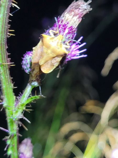 Carpocoris fuscispinus  - Thomas Lux