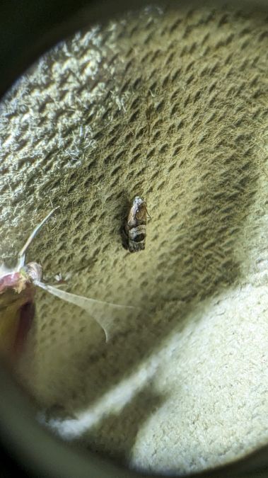 Cydia interscindana 