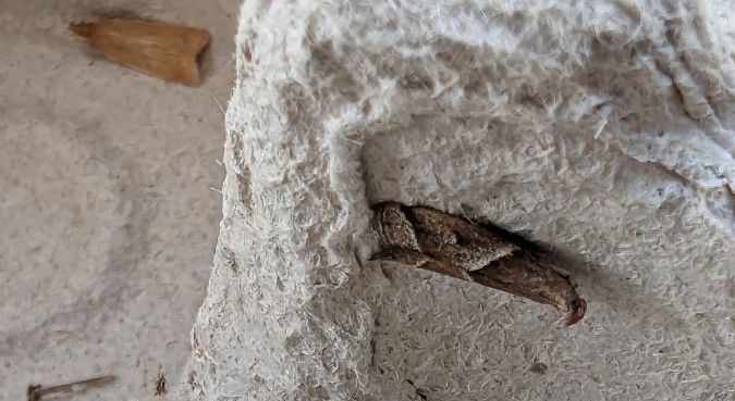 Nyctegretis lineana 