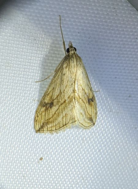 Evergestis forficalis 
