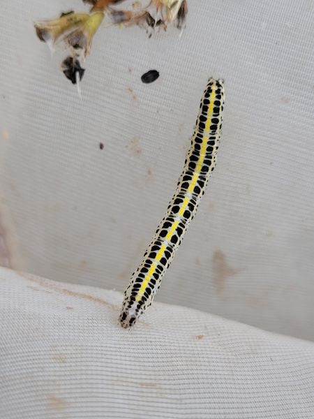 Calophasia lunula  - Thomas Lux