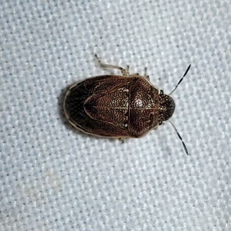 Neottiglossa pusilla  - Thomas Lux