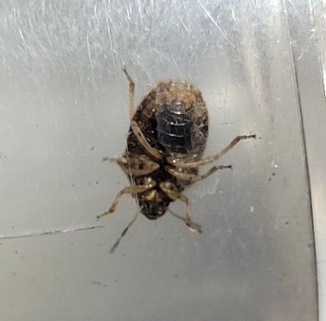 Neottiglossa pusilla  - Thomas Lux