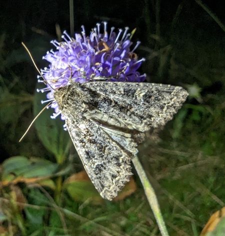 Apamea furva 