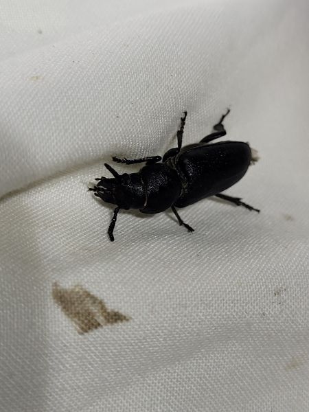 Spondylis buprestoides  - Thomas Lux