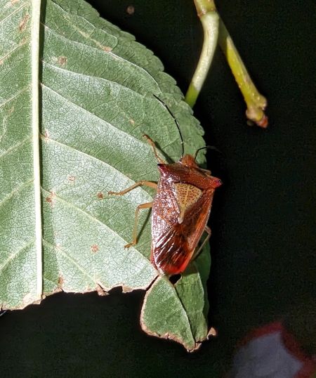 Acanthosoma haemorrhoidale 
