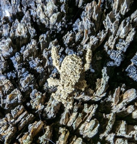 Reduvius personatus 