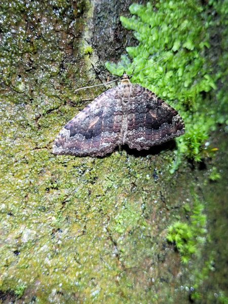 Triphosa dubitata  - Thomas Lux