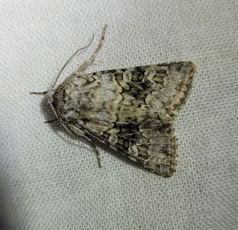 Hecatera bicolorata  - Thomas Lux