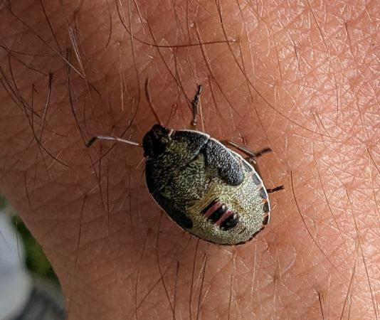 Piezodorus lituratus 