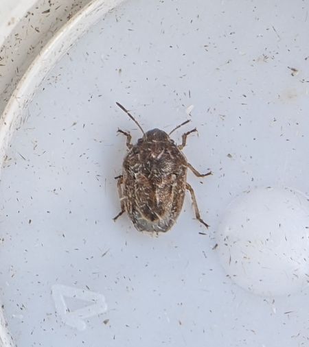 Neottiglossa leporina 