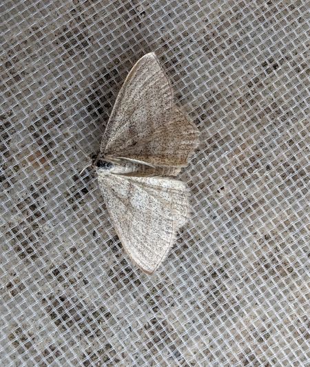 Scopula virgulata 