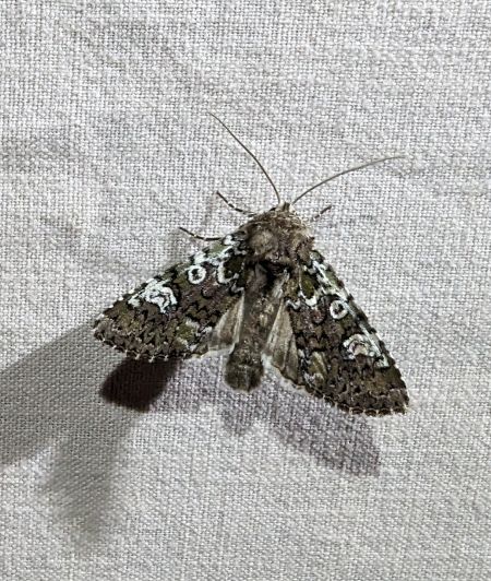 Crypsedra gemmea 