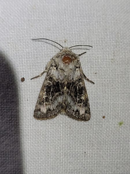 Hecatera bicolorata  - Thomas Lux