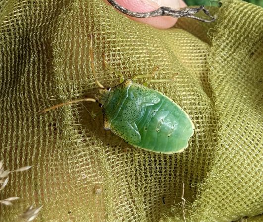 Acanthosoma haemorrhoidale 