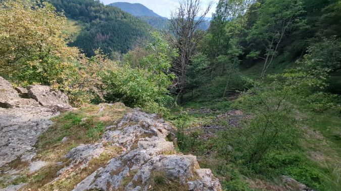 Barbitiste des bois 