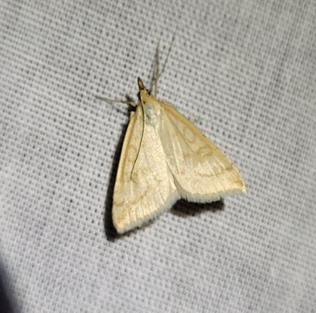Udea lutealis  - Thomas Lux
