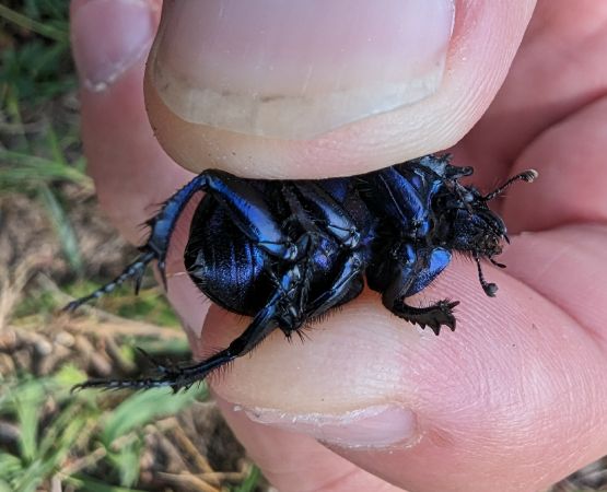 Trypocopris vernalis 