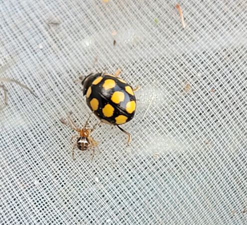 Coccinelle aux 14 points jaunes  - Thomas Lux