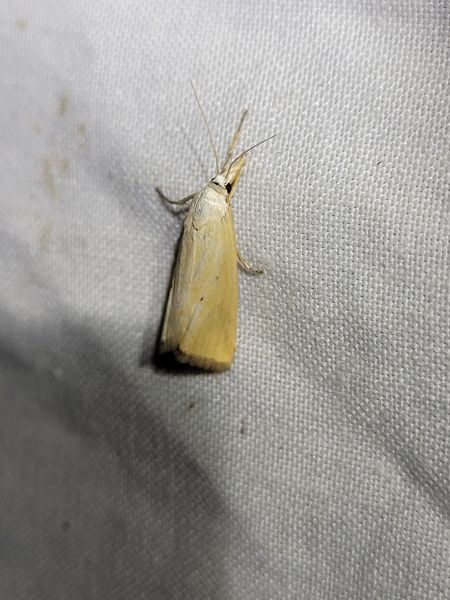 Xanthocrambus saxonellus  - Thomas Lux