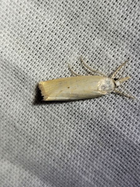 Xanthocrambus saxonellus  - Thomas Lux