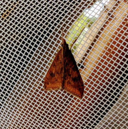 Udea ferrugalis 