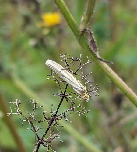 Selagia argyrella 