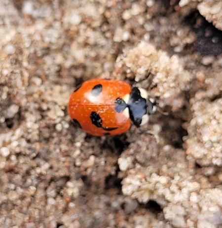 Coccinella magnifica  - Thomas Lux