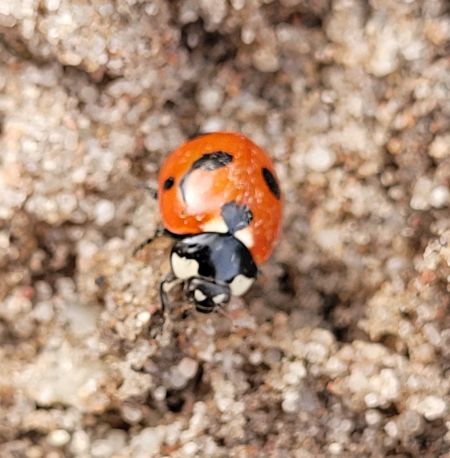 Coccinella magnifica  - Thomas Lux