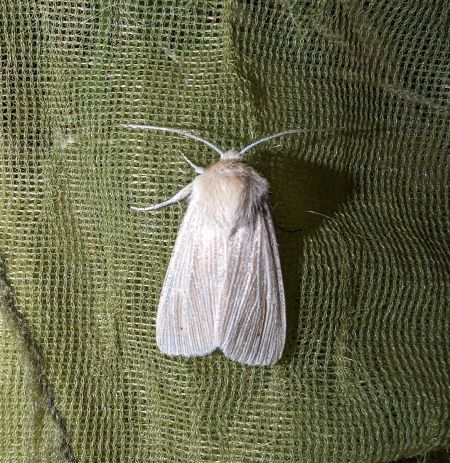 Leucanie blafarde 
