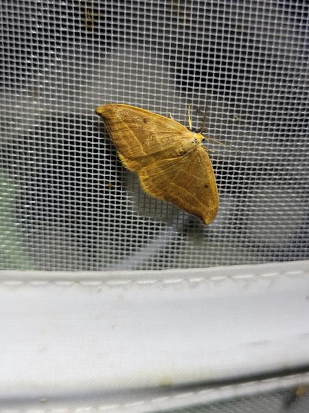 Watsonalla cultraria  - Thomas Lux