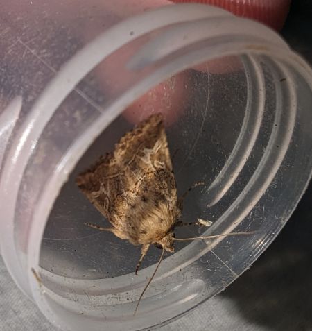 Luperina dumerilii 