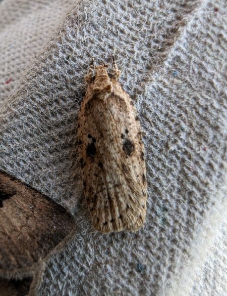 Agonopterix indéterminé 