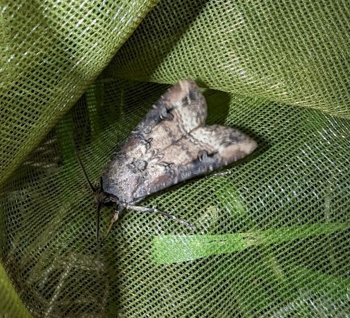 Noctuelle baignée 