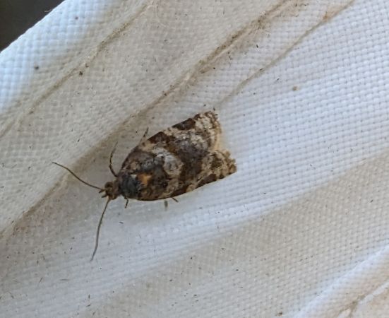 Argyrotaenia ljungiana 