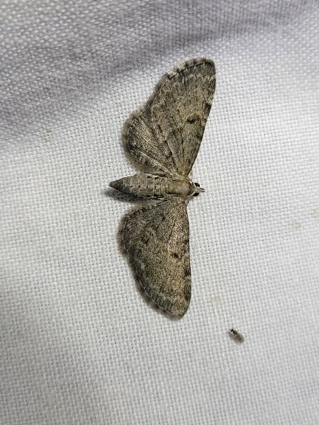 Eupithecia trisignaria  - Thomas Lux