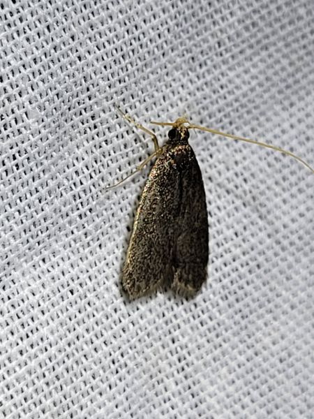 Homaloxestis briantiella  - Thomas Lux