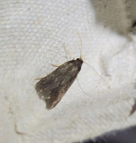 Homaloxestis briantiella  - Thomas Lux