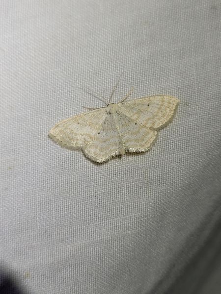 Scopula immutata  - Thomas Lux