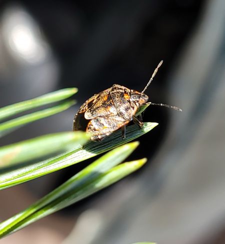 Holcogaster fibulata  - Thomas Lux