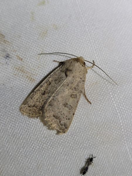 Hoplodrina octogenaria  - Thomas Lux