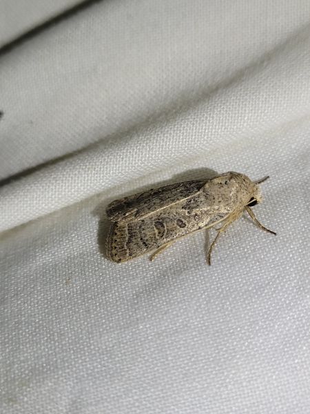 Hoplodrina octogenaria  - Thomas Lux