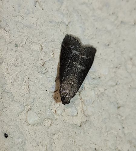 Euzophera bigella  - Thomas Lux