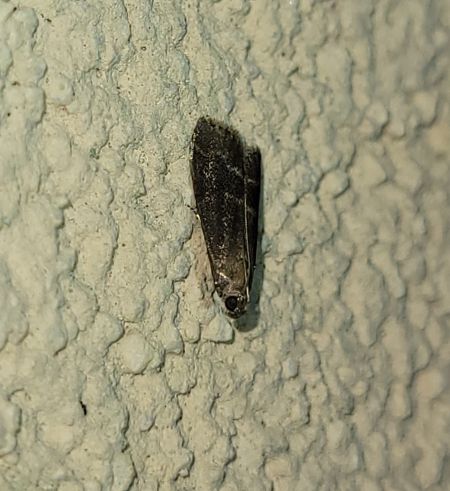 Euzophera bigella  - Thomas Lux