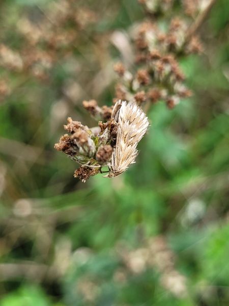 Cynaeda dentalis  - Thomas Lux