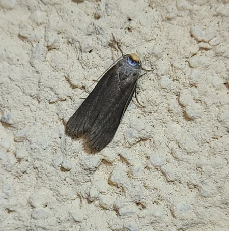 Achroia grisella  - Thomas Lux