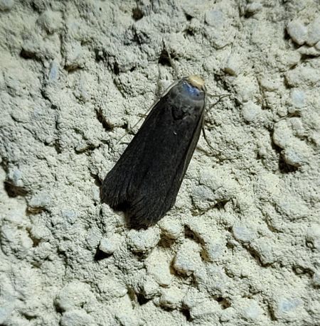 Achroia grisella  - Thomas Lux