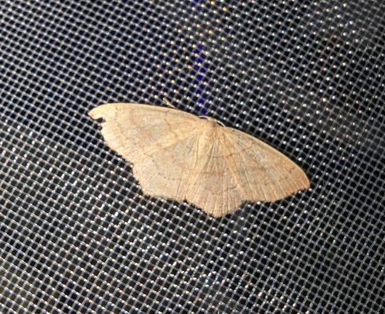 Cyclophora linearia 